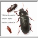 Tenebrionidae - Schwarzkaefer 3mm - 12mm.jpg